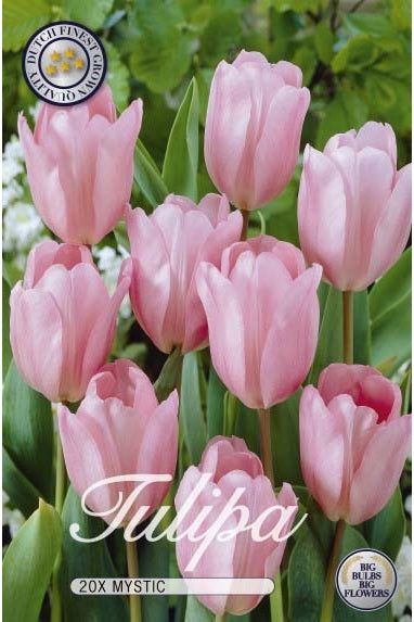 Tulip Mystic 20-pakning